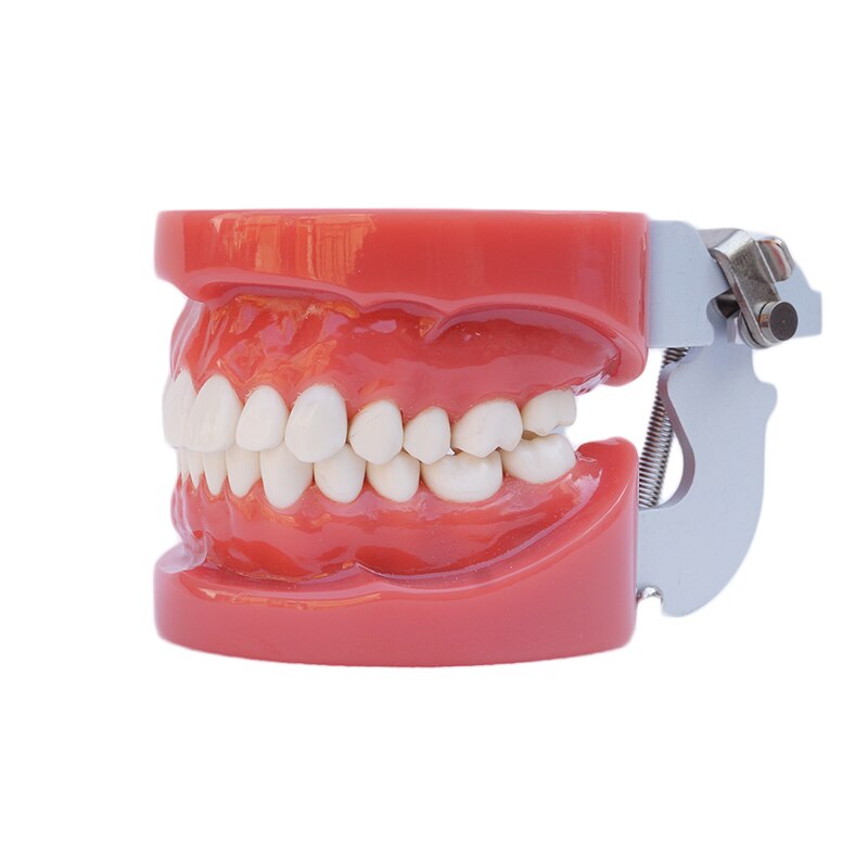 Dental Health Education Products